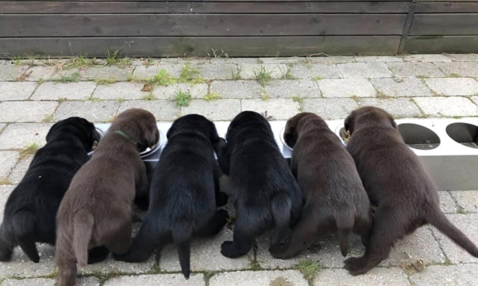 stemning billeder Kennel Cap De Lab